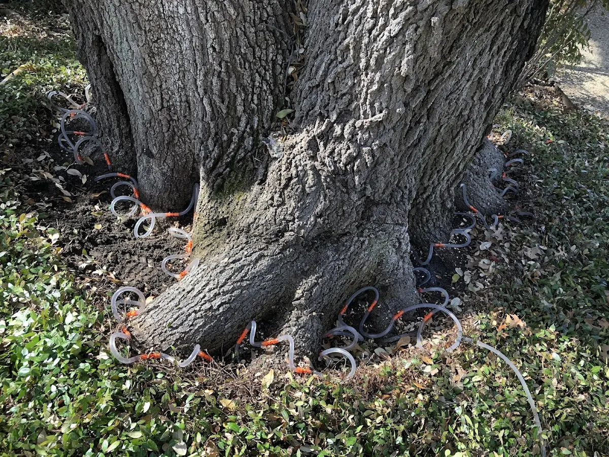 Detailed Tree Cabling and Bracing job site in Levant