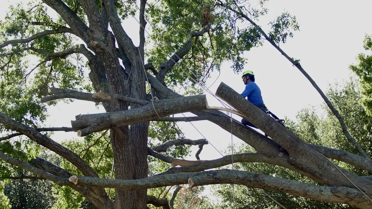 Professional Crown Thinning performed by certified arborists in Levant